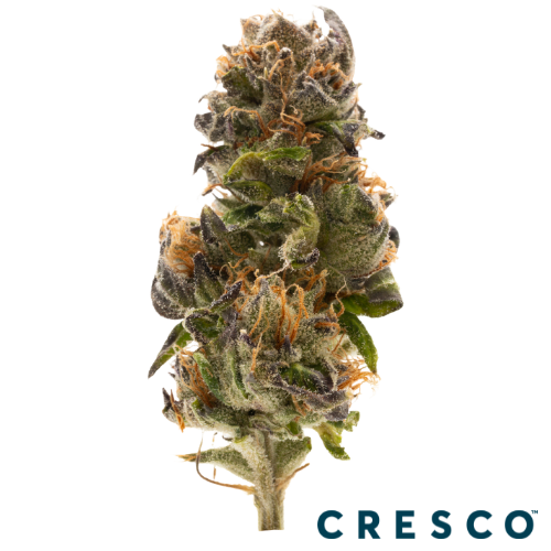 Cresco Live Sgr 1g - Blu Nrds (I), Cresco