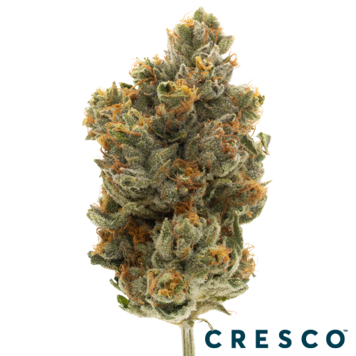 Supply Pre-Roll 1g - Chimera Junky (H), Supply